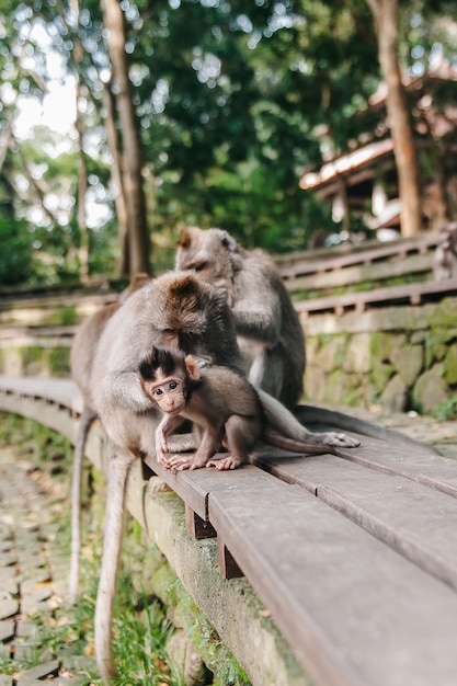 숲 Ubud 발리 인도네시아에서 작은 아기와 원숭이 가족. 원숭이들이 서로의 등을 긁습니다.