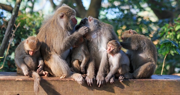 Foto famiglia delle scimmie