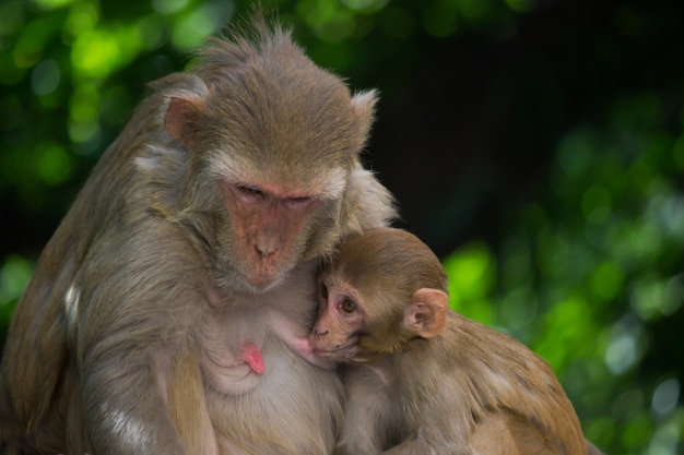 Monkey feeding her baby