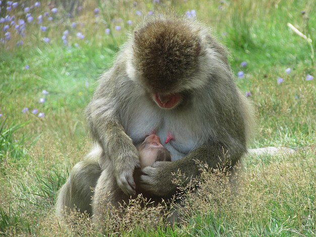 Photo monkey feeding her child in field