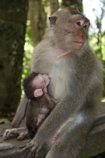 ライリングの上で幼虫を養うサル