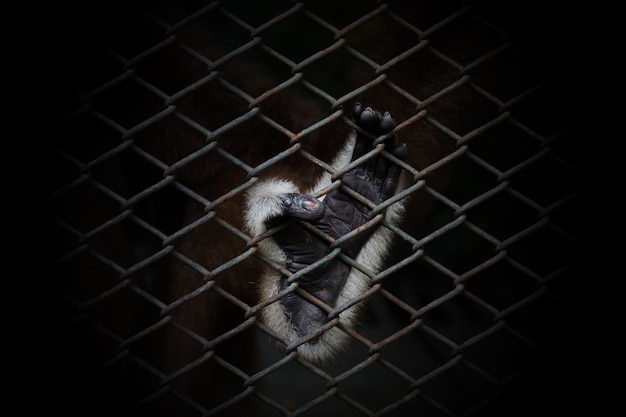 monkey feet holding in a cage