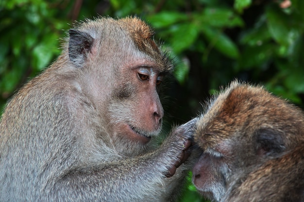 Monkey Forest, Bali Zoo, Indonesië