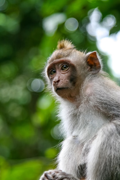 ウブドバリインドネシアの森林公園の猿