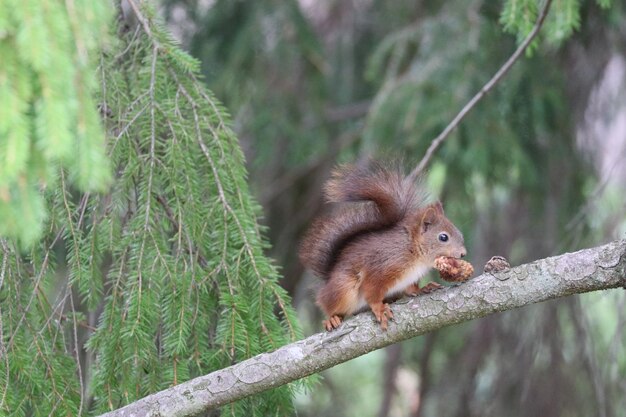 Monkey in a forest