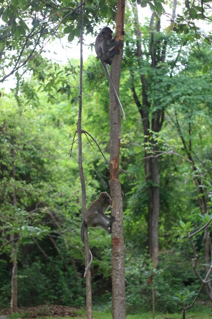 Monkey in a forest