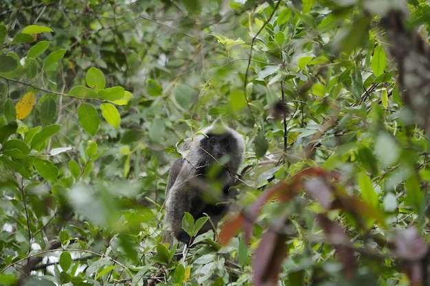 Photo monkey in a forest