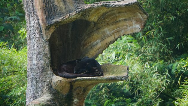 Monkey in a forest