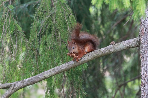 Monkey in a forest