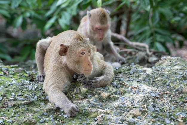 Monkey in the forest