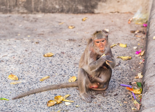 Photo monkey forest