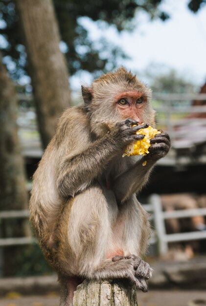 Monkey freedom in relaxing time.