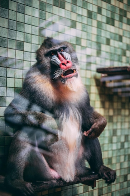 Photo monkey in a glass cage