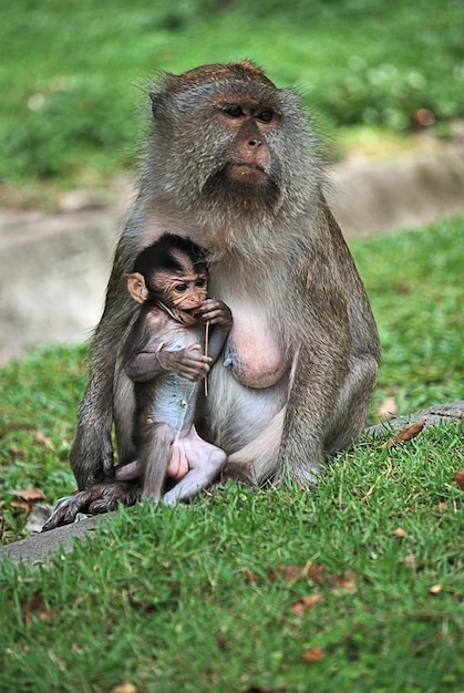 Photo monkey on grass