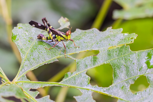 Photo monkey- grasshopper in the habitat