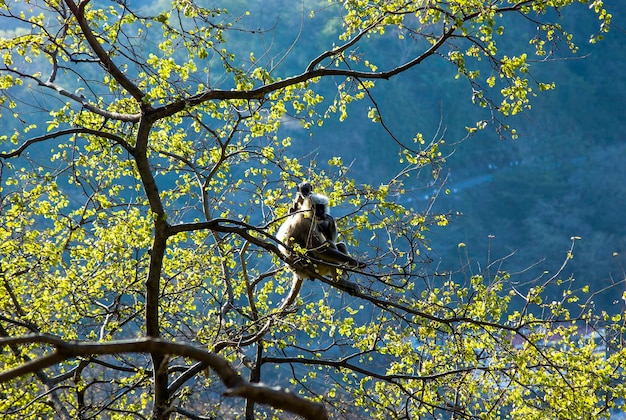 Monkey grijze langur zittend op een boom in Rishikesh, India