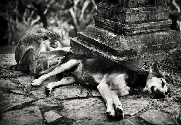 Monkey grooming a dog in a Sri Lankan temple