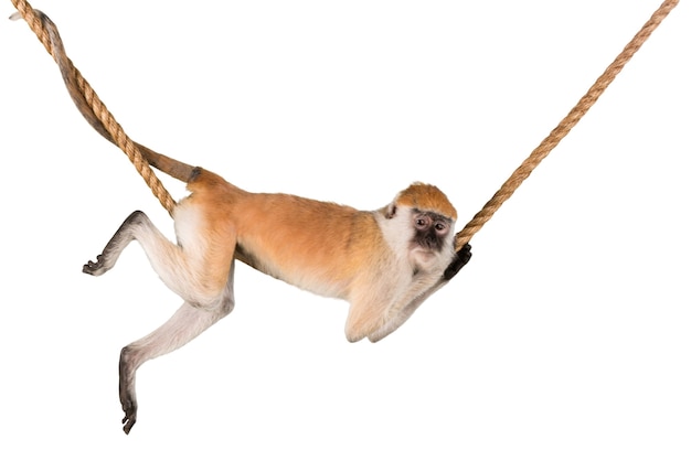 写真 ロープにぶら下がっている猿-孤立