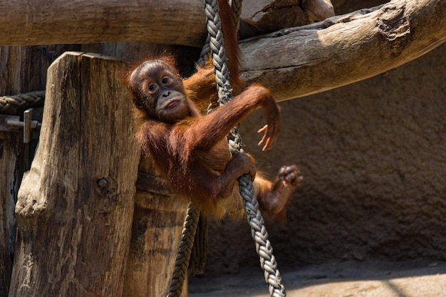 Photo monkey hanging on rope at zoo