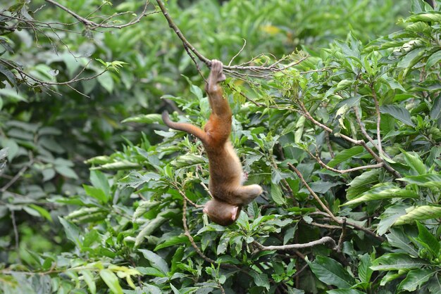 Monkey hanging on tree branch