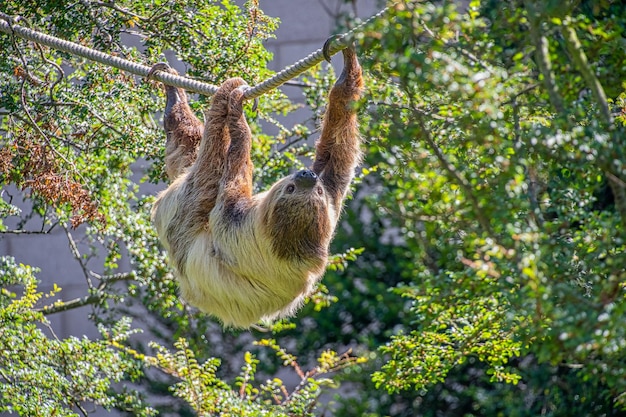 Foto scimmia appesa ad un albero nella foresta