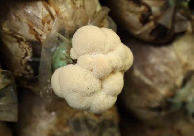 Photo monkey head mushroom (yamabushitake mushroom) growing in a farm