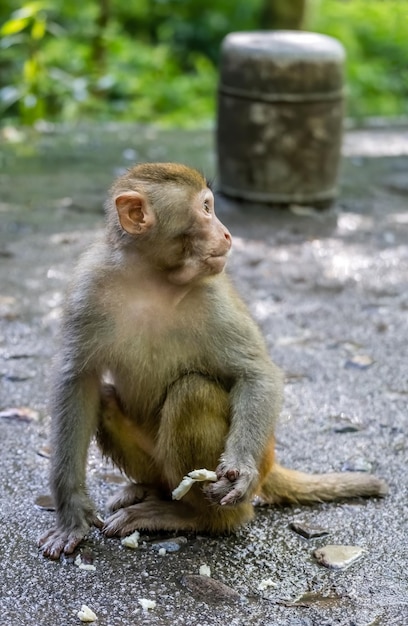 Monkey holding piece of fruit to eat