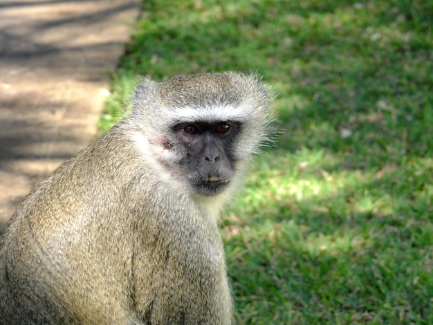 The monkey in the hotel Victoria Falls Zambia