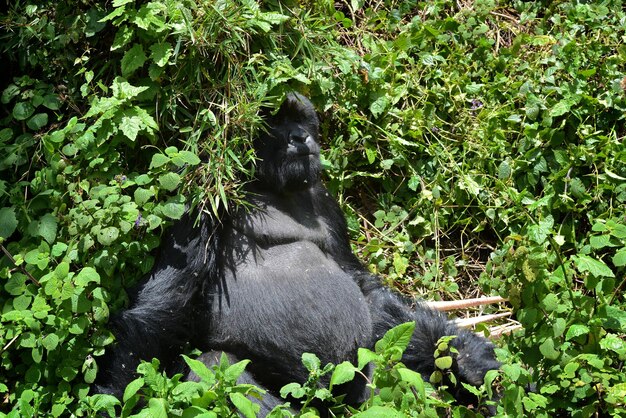 写真 緑の植物の中の猿