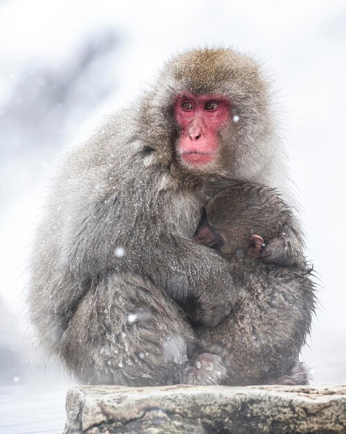 写真 雪の中のサル