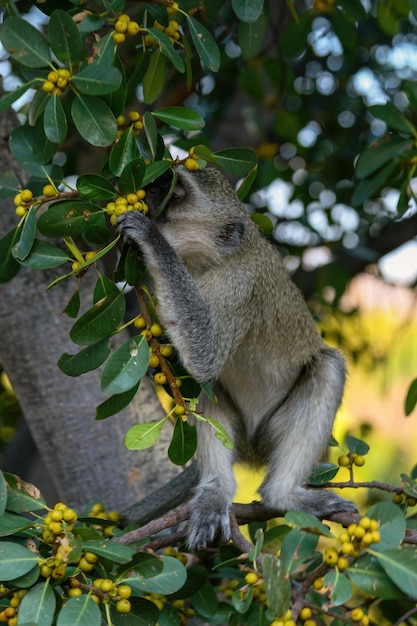 写真 木の葉を食べる猿