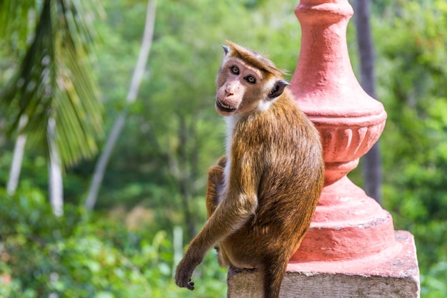 Monkey is in the ancient Buddhist temple in Mulkirigala Sri Lanka