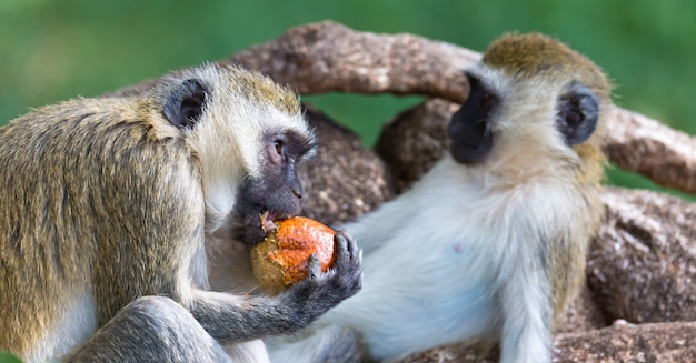 A monkey is doing a fruit meal in the grass