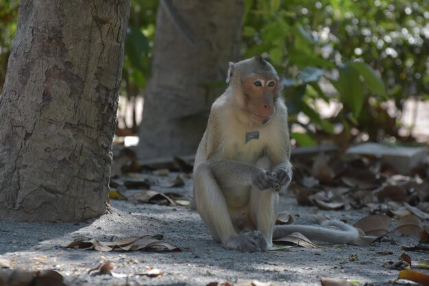 The monkey is sitting in the zoo