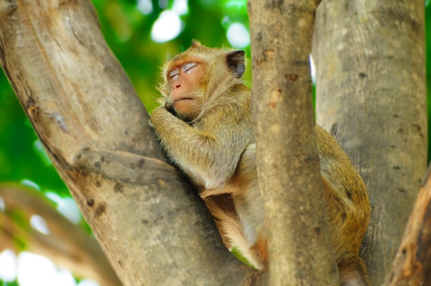 Photo monkey is sleeping on the tree