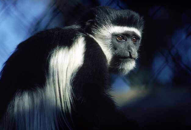 a monkey is standing in a tree with the word monkey on it