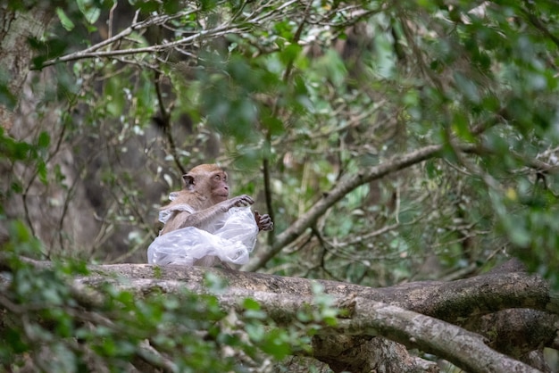 Monkey is trapped in a plastic bag.