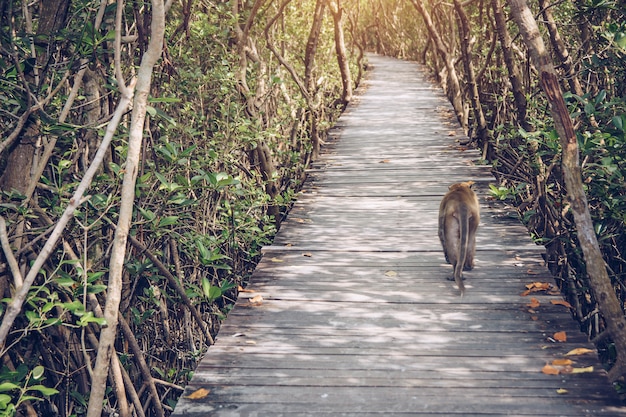 The monkey is walking on the bridge.