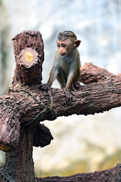 Monkey on the island of sri lanka in the wild