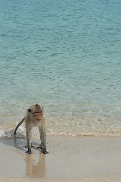 Foto monkey island, thailand de apen zijn op het strand aan zee.