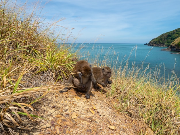 monkey on island