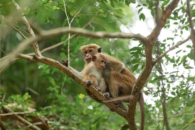 Monkey in the jungle. Natural habitat close up.