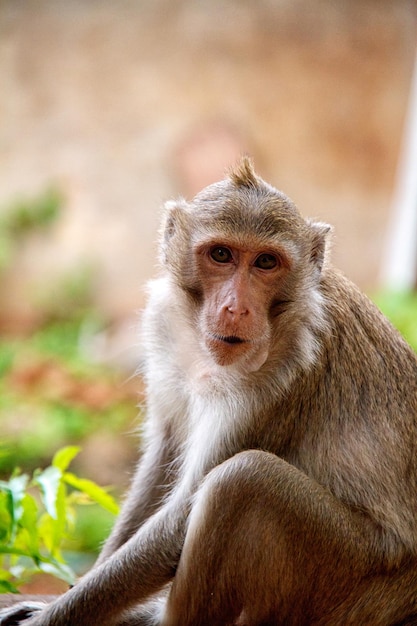 Monkey on Jungle of Thailand