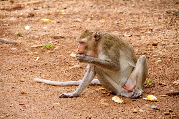 Monkey on Jungle of Thailand