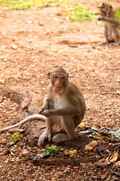 Foto scimmia sulla giungla della thailandia