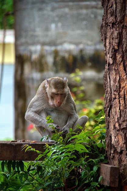 Photo monkey on jungle of thailand