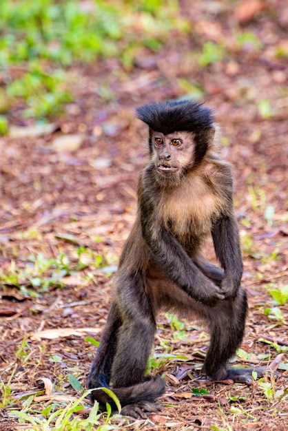 Monkey kapucijnaap in een landelijk gebied in Brazilië los op de grond natuurlijke lichtselectieve focus