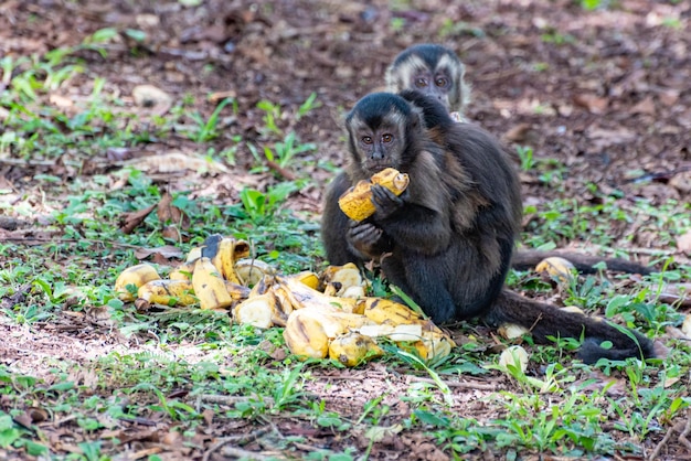 Monkey kapucijnaap in een landelijk gebied in Brazilië los op de grond natuurlijke lichtselectieve focus