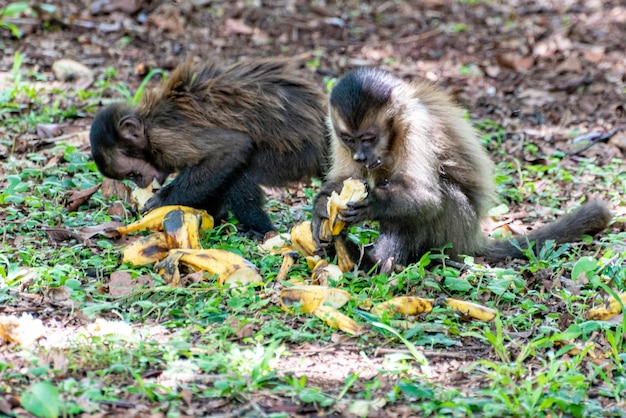 Monkey kapucijnaap in een landelijk gebied in Brazilië los op de grond natuurlijke lichtselectieve focus