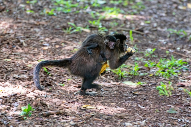 Monkey kapucijnaap in een landelijk gebied in Brazilië los op de grond natuurlijke lichtselectieve focus